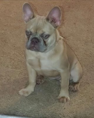 elsa — French Bulldog