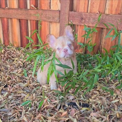 Daisy — French Bulldog