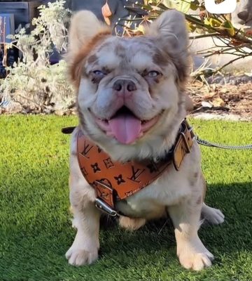 wookie — French Bulldog